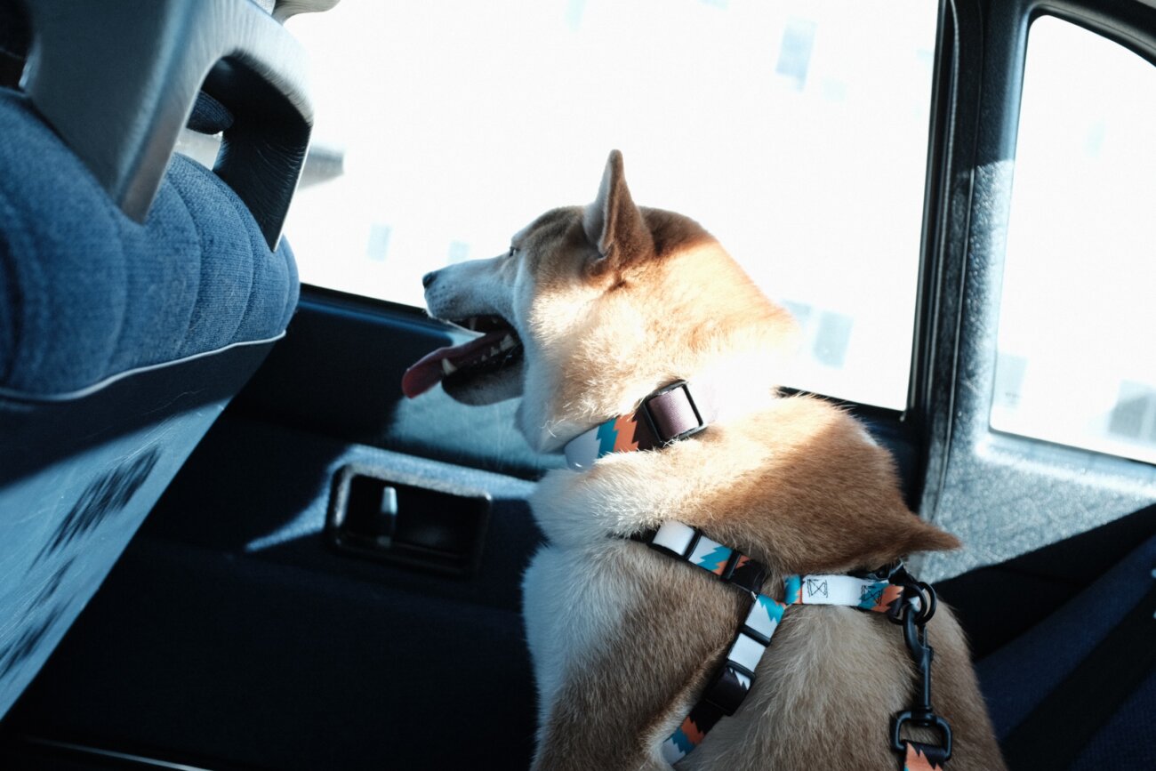 柴犬,リード,ハーネス,首輪,ウルフギャング