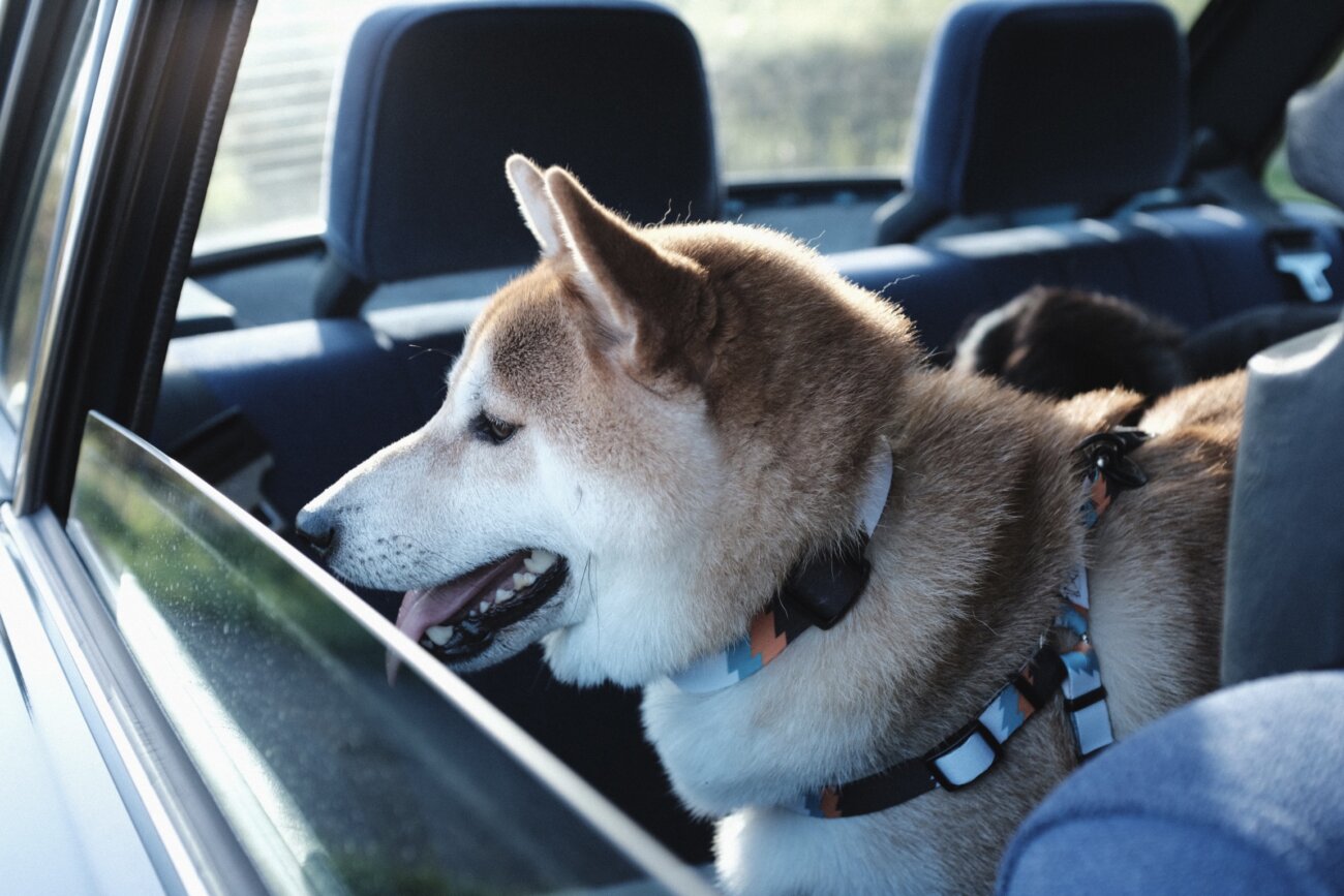 柴犬,リード,ハーネス,首輪,ウルフギャング