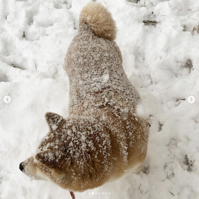柴犬,Instagram