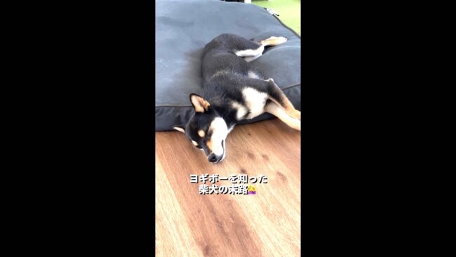 柴犬,YouTube