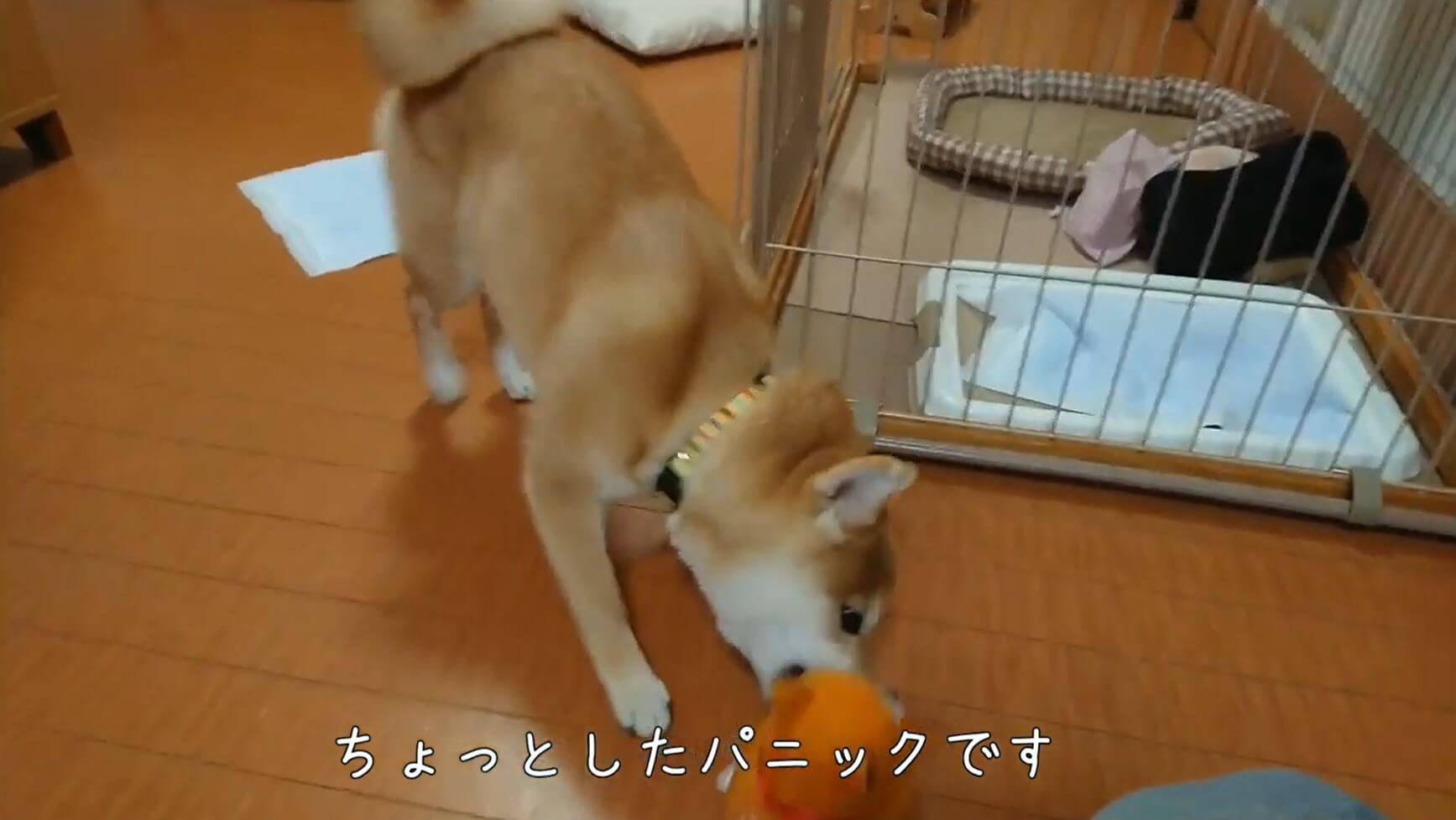 柴犬,YouTube