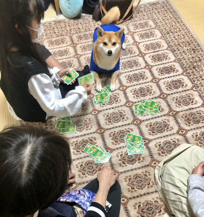 柴犬,Twitter
