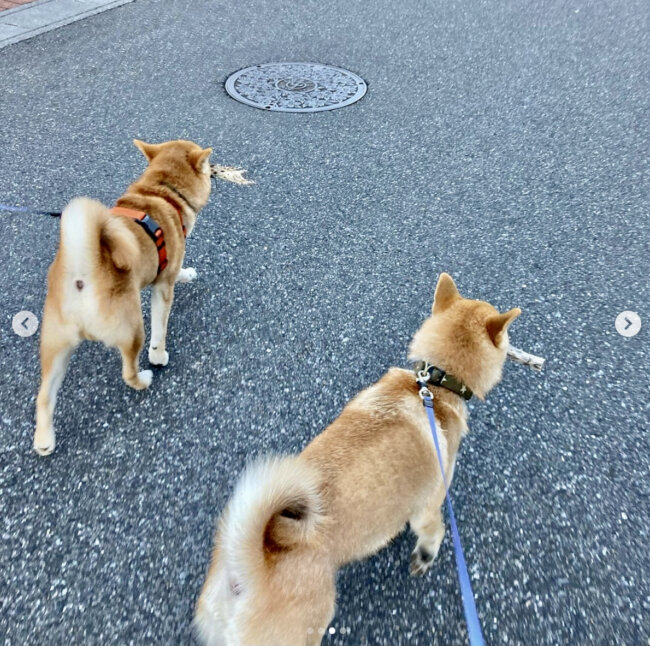 柴犬,Instagram