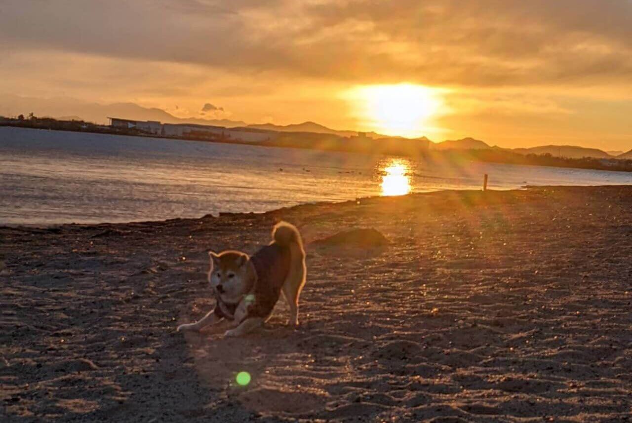 柴犬ライフ,アキナ山名,おまめ