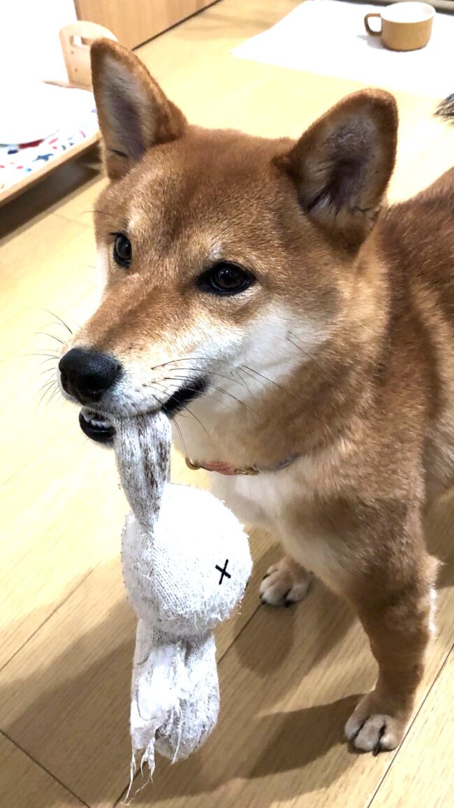 柴犬,Twitter