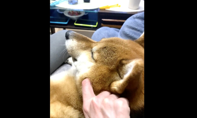 柴犬,Twitter