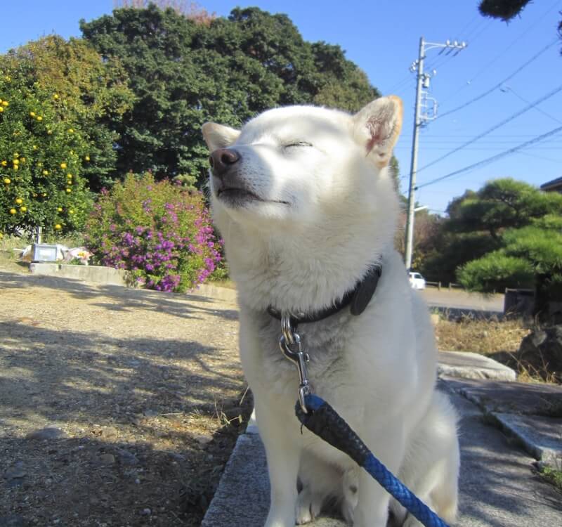 柴犬