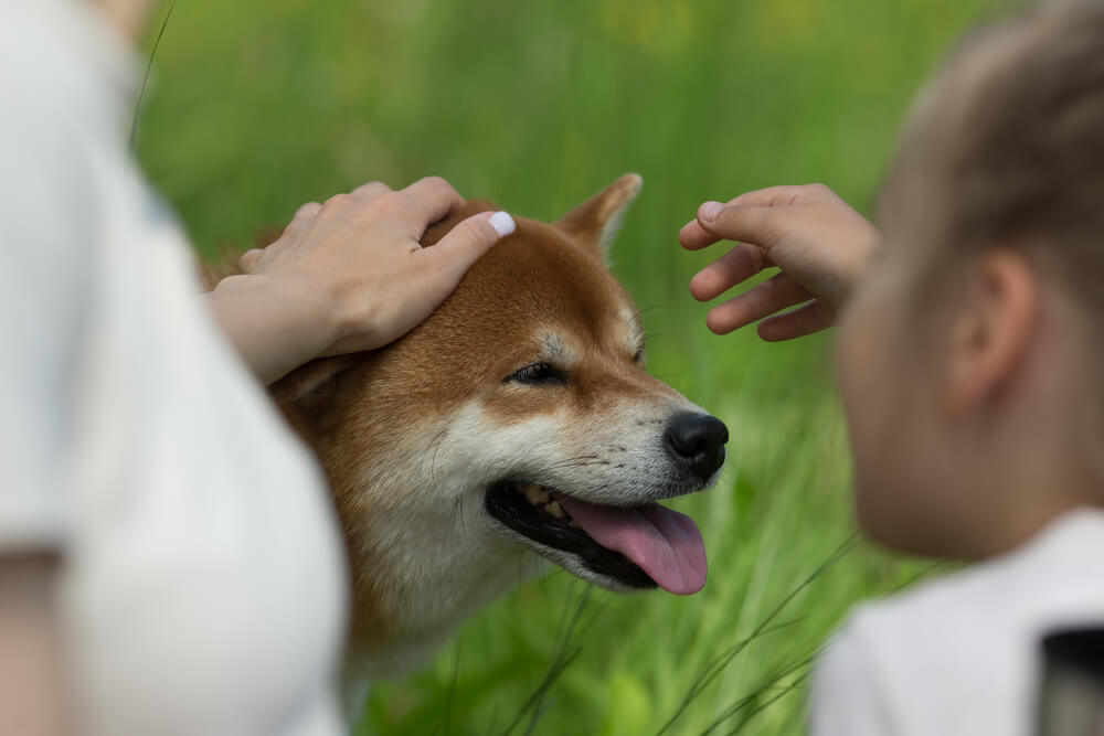 柴犬
