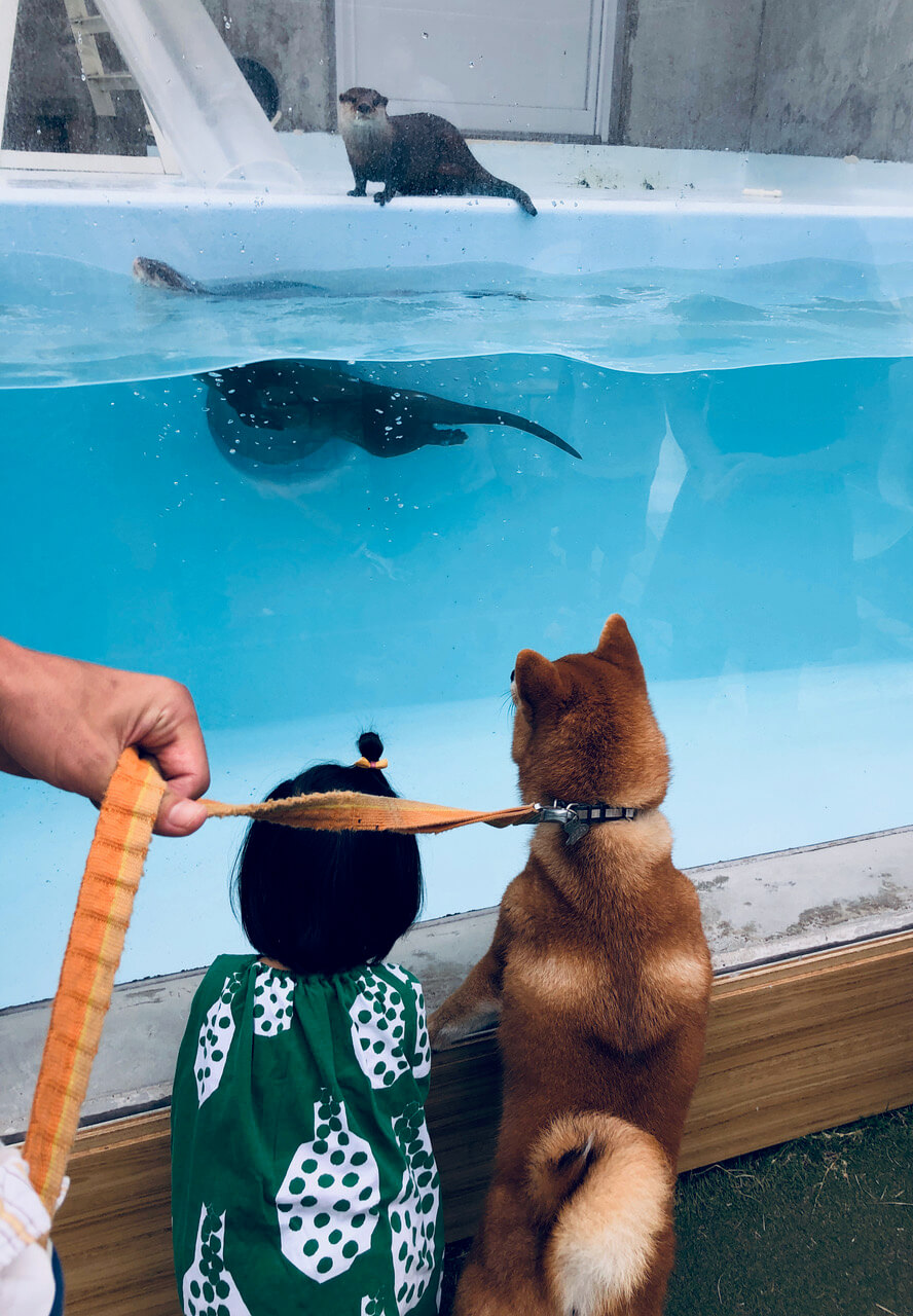 柴犬ライフ,kiki,モデル