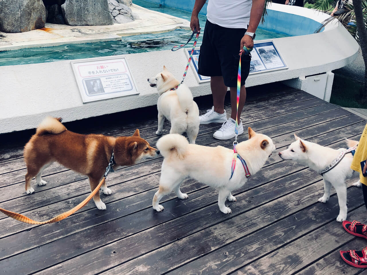 柴犬ライフ,kiki,モデル