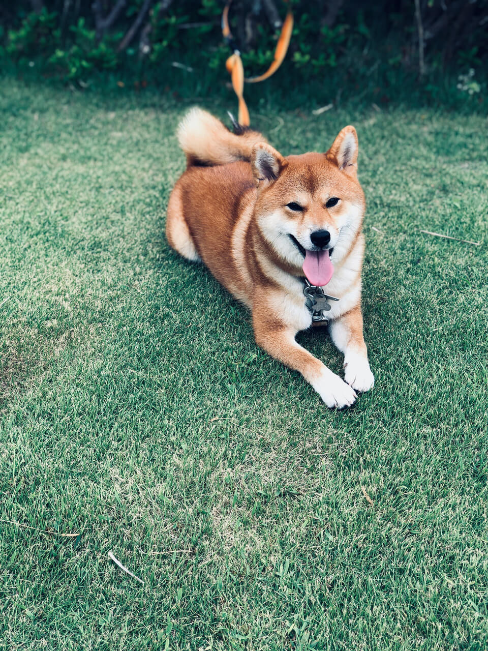 柴犬ライフ,kiki,モデル