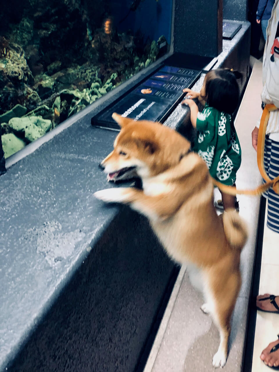 柴犬ライフ,kiki,モデル