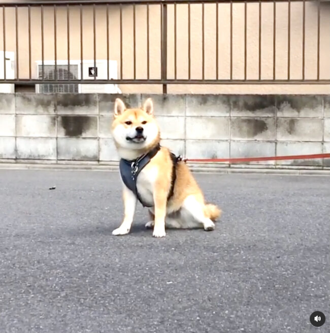 柴犬,Instagram
