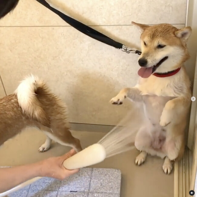 柴犬,Instagram