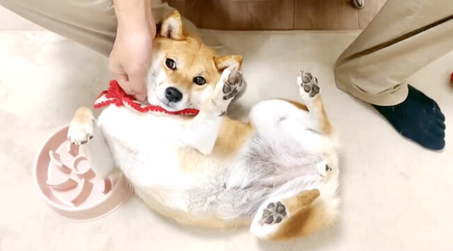 柴犬,Twitter