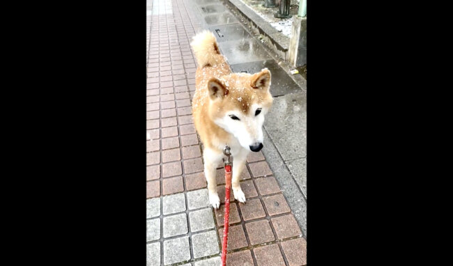 柴犬,Twitter