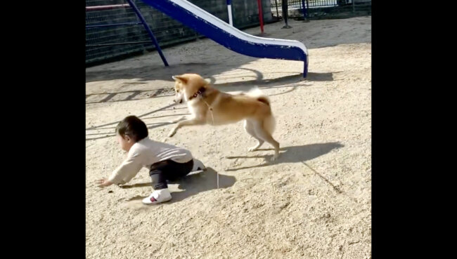 柴犬,Instagram