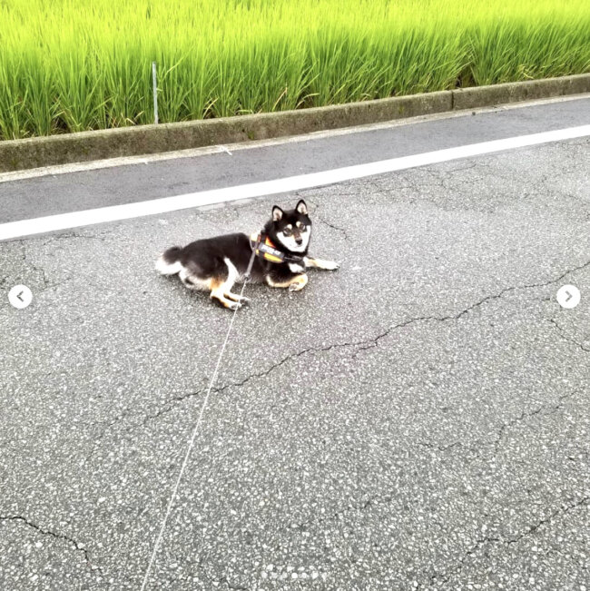 柴犬,Instagram