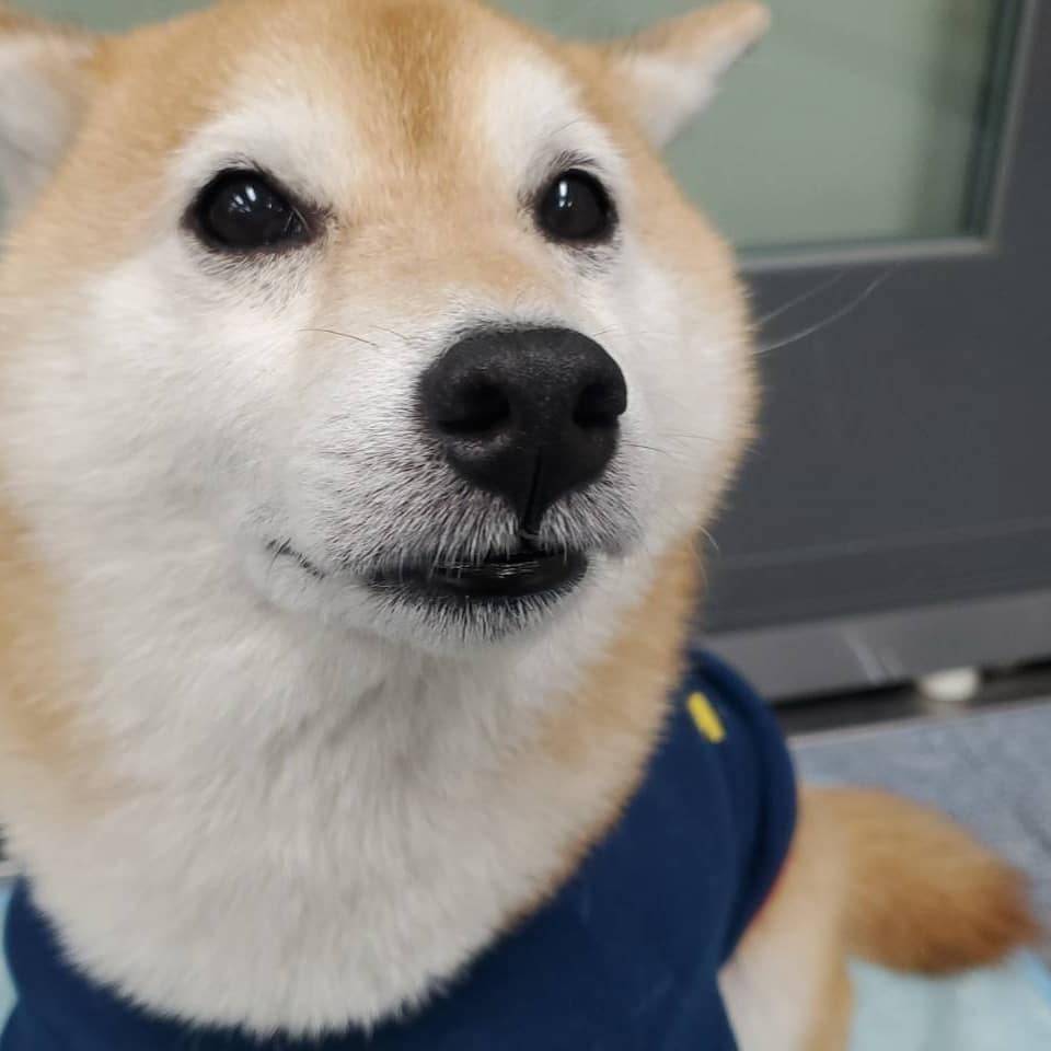 柴犬ライフ,アキナ山名,おまめ