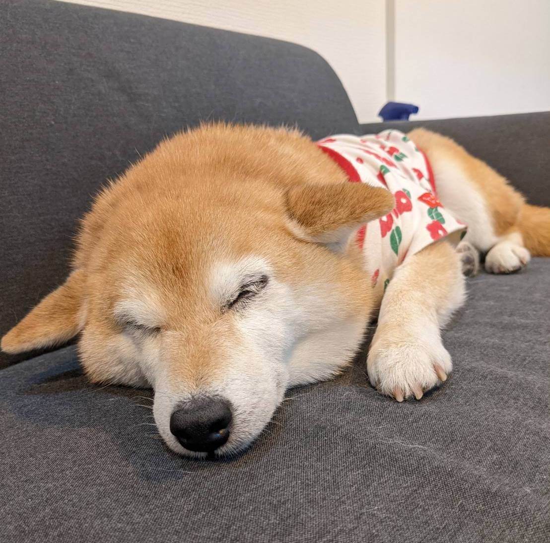 柴犬ライフ,アキナ山名,おまめ