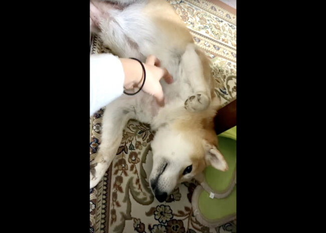 柴犬,YouTube