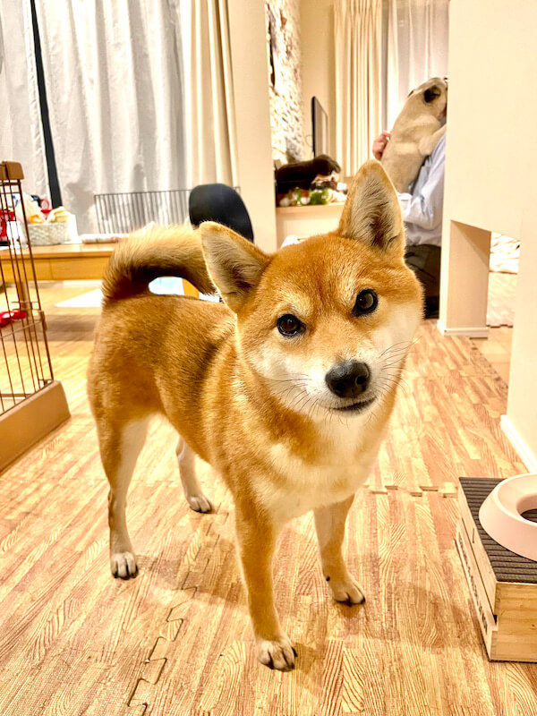 柴犬,Twitter