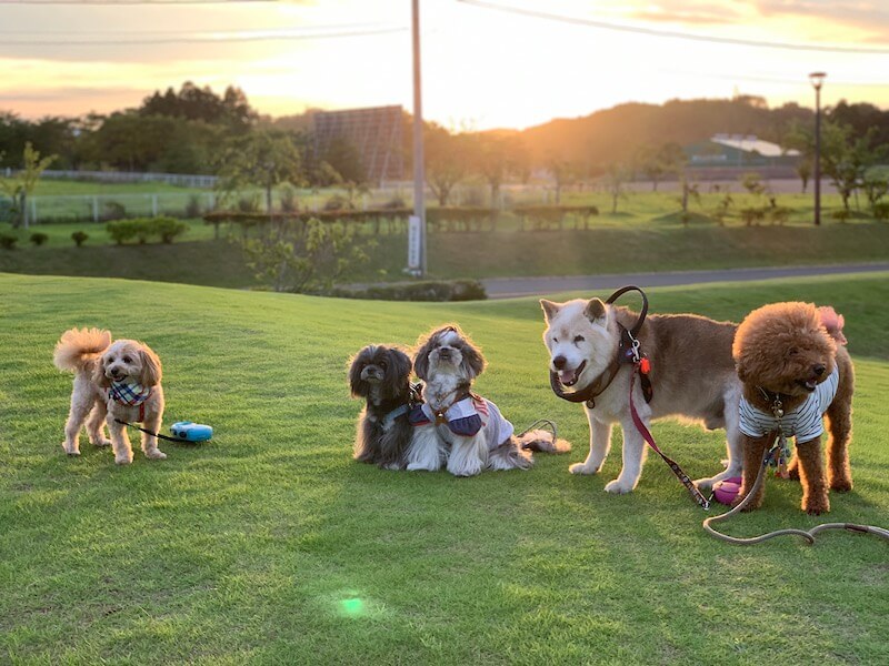 柴犬,トイプードル,シーズー