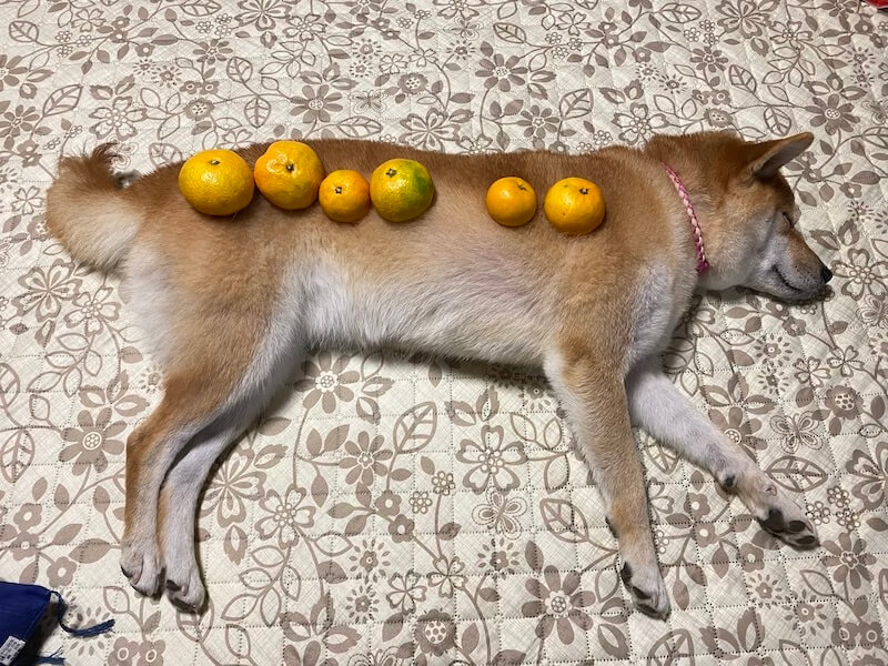 柴犬
