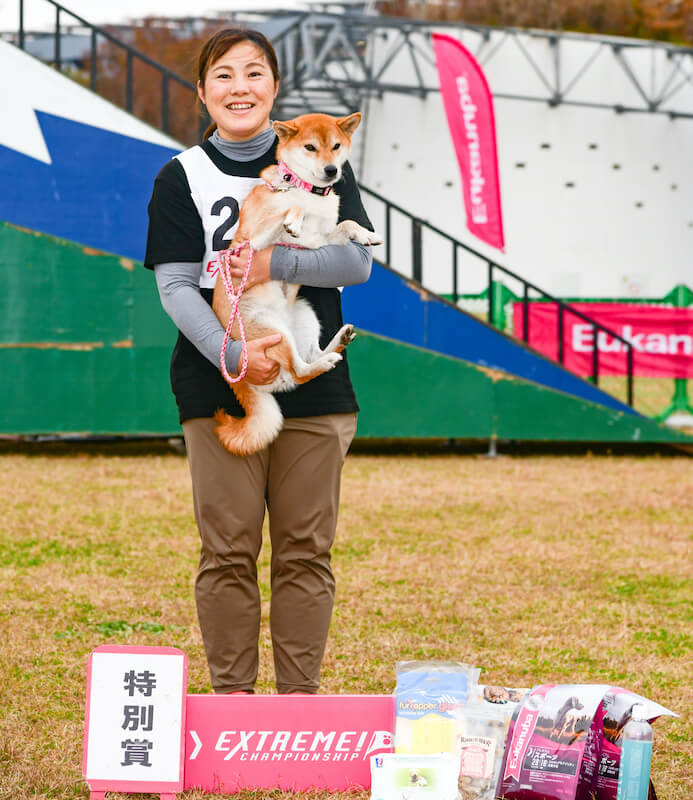 柴犬, アジリティ 