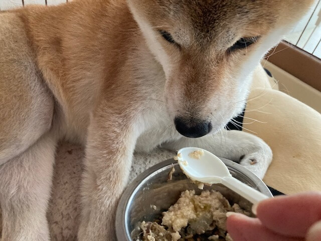 柴犬