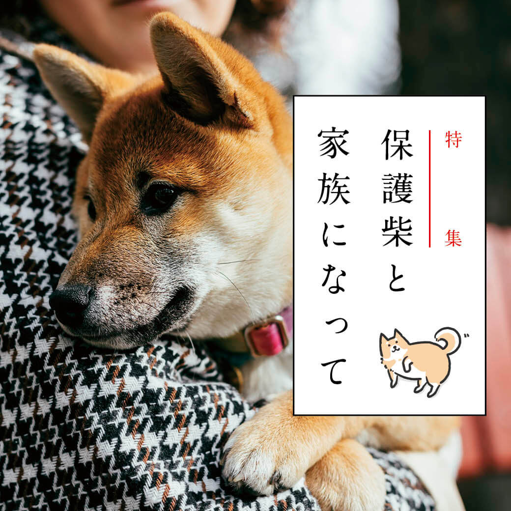 柴犬ライフ,保護犬