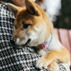 【特集】保護柴と家族になって