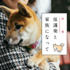 【特集】保護柴と家族になって
