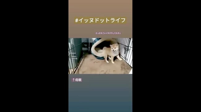 柴犬,イッヌドットライフ,動画