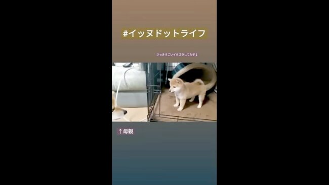 柴犬,イッヌドットライフ,動画