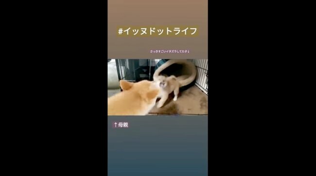 柴犬,イッヌドットライフ,動画