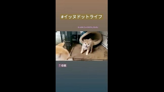 柴犬,イッヌドットライフ,動画
