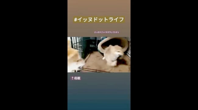 柴犬,イッヌドットライフ,動画