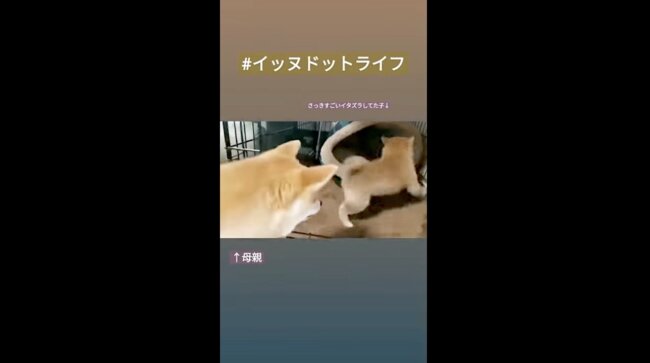 柴犬,イッヌドットライフ,動画
