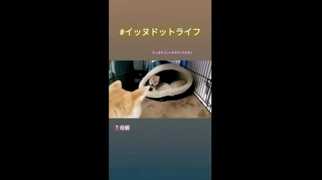 柴犬,イッヌドットライフ,動画