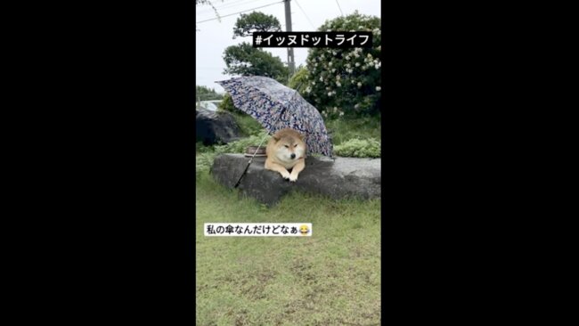 柴犬,イッヌドットライフ,動画