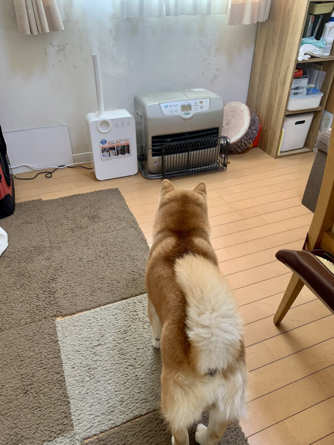 柴犬,Twitter