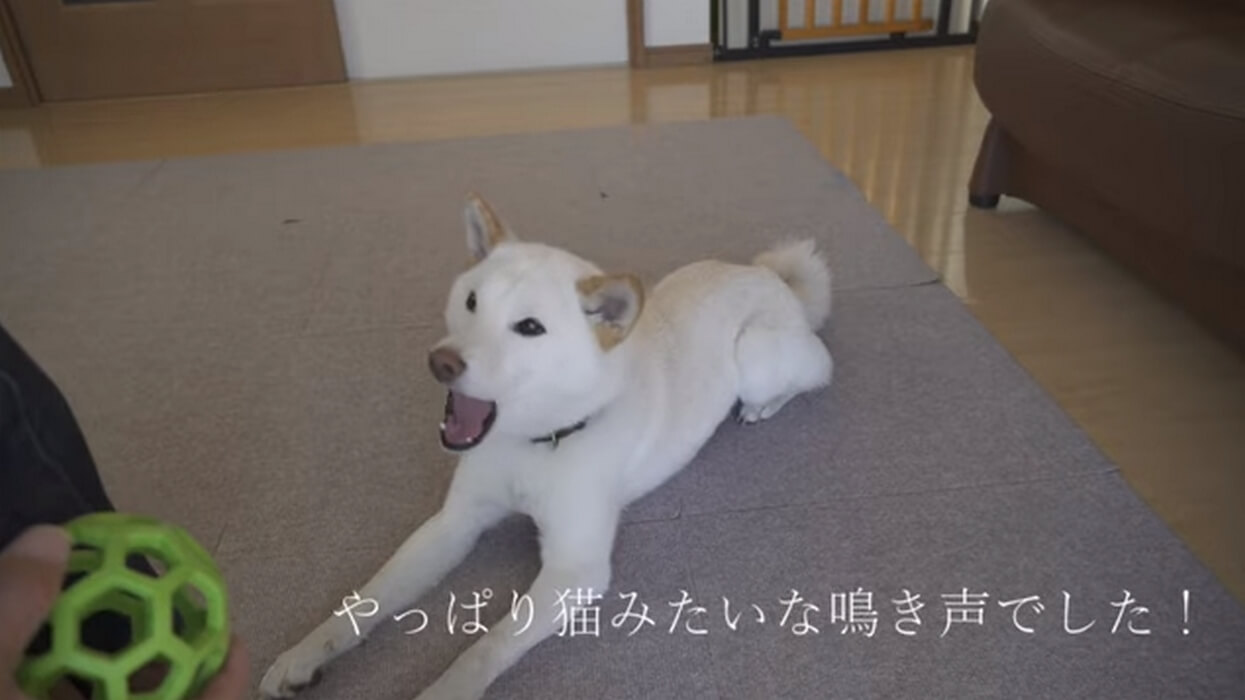 柴犬,YouTube