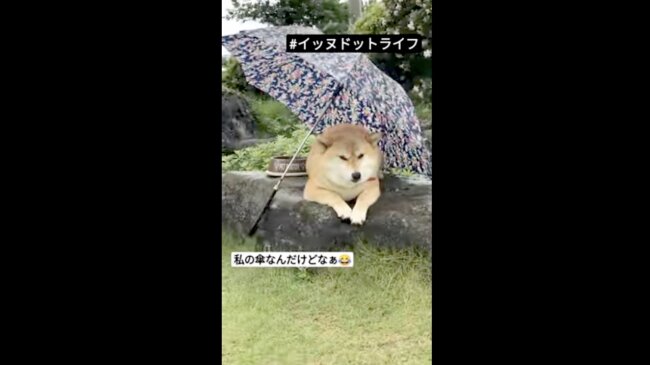 柴犬,イッヌドットライフ,動画