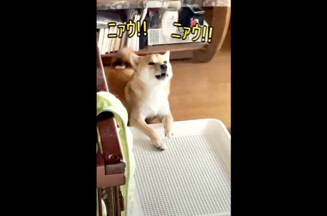 柴犬,YouTube