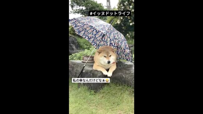 柴犬,イッヌドットライフ,動画