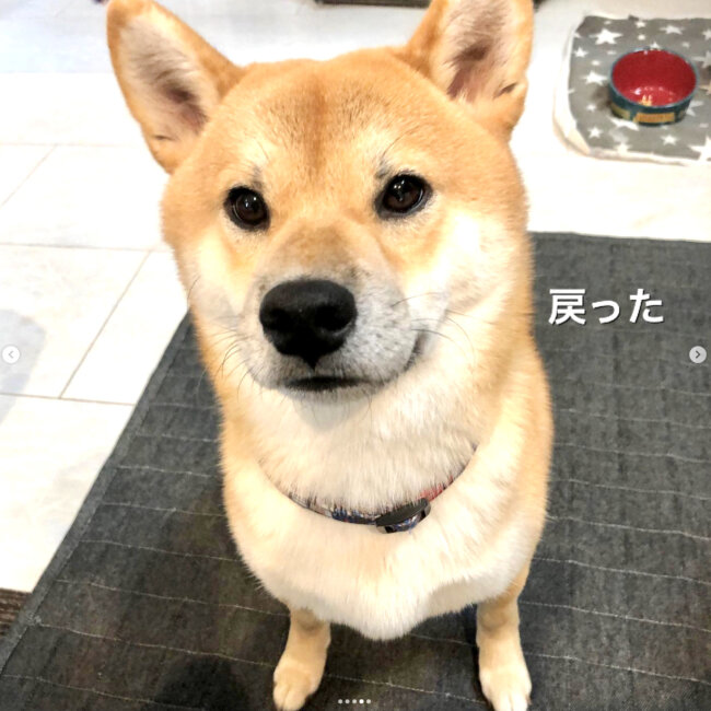 柴犬,Instagram