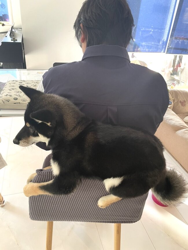 柴犬,Twitter