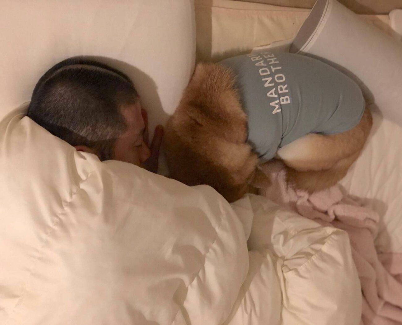 柴犬ライフ,アキナ山名,おまめ