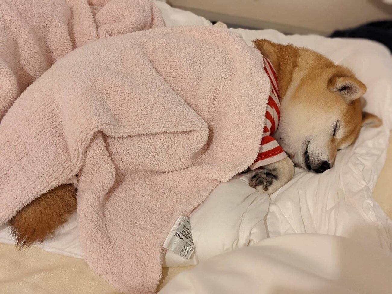 柴犬ライフ,アキナ山名,おまめ